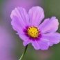 10 PCS Seeds Big Blooming Purple Cosmos Flower