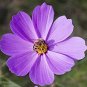 10 PCS Seeds Big Blooming Purple Cosmos Flower