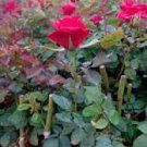 50 PCS Seeds Big Blooming Red Green Rose Bush Flower 50 PCS Seeds Big Blooming Red Green Rose Bush Flower