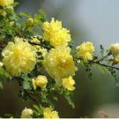 50 PCS Seeds Big Blooming Yellow Turbine-like Climbing Rose 50 PCS Seeds Big Blooming Yellow Turbine-like Climbing Rose