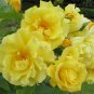50 PCS Seeds Big Blooming Yellow Turbine-like Climbing Rose