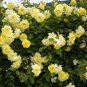 50 PCS Seeds Big Blooming Yellow Turbine-like Climbing Rose