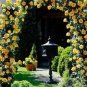 50 PCS Seeds Big Blooming Yellow Turbine-like Climbing Rose
