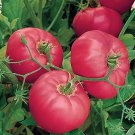 100 PCS Seeds Big Brandy Hybrid Tomato