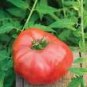 100 PCS Seeds Big Brandy Hybrid Tomato