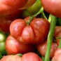 100 PCS Seeds Big Brandy Hybrid Tomato