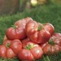 100 PCS Seeds Big Brandy Hybrid Tomato