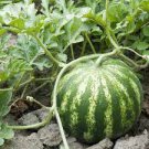 6 PCS Seeds Big Green Skin Red Round Watermlon Organic