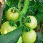 100 PCS Seeds Big Green Tomato Organic