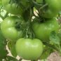 100 PCS Seeds Big Green Tomato Organic