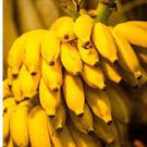 100 PCS Seeds Big Hainan Yellow Banana 100 PCS Seeds Big Hainan Yellow Banana