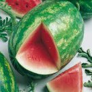20 PCS Seeds Big Long Red Sweet Seedless Watermelon Organic Heirloom