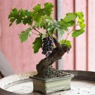 50 PCS Seeds Big Miniature Grape Vine Seeds Purple Fruits 50 PCS Seeds Big Miniature Grape Vine Seeds Purple Fruits