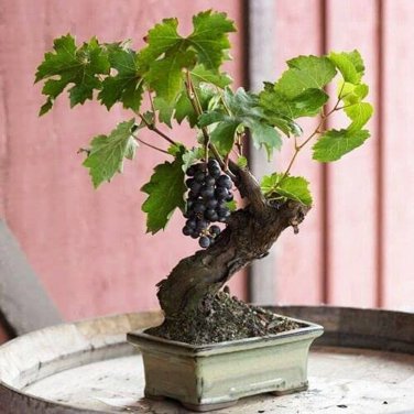 50 PCS Seeds Big Miniature Grape Vine Seeds Purple Fruits