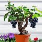 50 PCS Seeds Big Miniature Grape Vine Seeds Purple Fruits