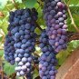 50 PCS Seeds Big Miniature Grape Vine Seeds Purple Fruits
