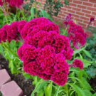 40 PCS Seeds Big Red Beautiful Cockscomb Seeds balcony potted bonsai plant