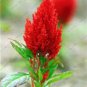 40 PCS Seeds Big Red Beautiful Cockscomb Seeds balcony potted bonsai plant