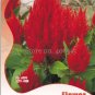 40 PCS Seeds Big Red Beautiful Cockscomb Seeds balcony potted bonsai plant