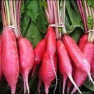 500 PCS Seeds Big Red Radish Vegetable F1 500 PCS Seeds Big Red Radish Vegetable F1