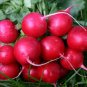 500 PCS Seeds Big Red Radish Vegetable F1