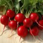 500 PCS Seeds Big Red Radish Vegetable F1