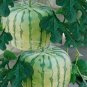 50 PCS Seeds Big Red Sweet Square Watermelon Heirloom