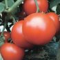 20 PCS Seeds Big Red Tomato, Organic Edible Tasty Tomato