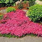 205 PCS Seeds Big sale rare ROCK cress Seeds Climbing plant Creeping Thyme