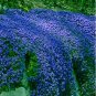 205 PCS Seeds Big sale rare ROCK cress Seeds Climbing plant Creeping Thyme
