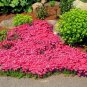205 PCS Seeds Big sale rare ROCK cress Seeds Climbing plant Creeping Thyme