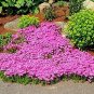 205 PCS Seeds Big sale rare ROCK cress Seeds Climbing plant Creeping Thyme