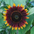 40 PCS Seeds Big Sunflowers Flowers with Black Centre Ornamental Plant 40 PCS Seeds Big Sunflowers Flowers with Black Centre Ornamental Plant