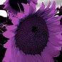 40 PCS Seeds Big Sunflowers Flowers with Black Centre Ornamental Plant