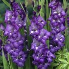 100 PCS Seeds Big Violet Gladiolus Bonsai Garden Plants Potted Flowers Orchids Purple 100 PCS Seeds Big Violet Gladiolus Bonsai Garden Plants Potted Flowers Orchids Purple