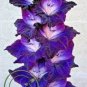 100 PCS Seeds Big Violet Gladiolus Bonsai Garden Plants Potted Flowers Orchids Purple