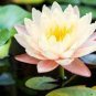 1 PCS Seeds Big White Lotus Flower Nelumbo Pond Plants