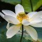 1 PCS Seeds Big White Lotus Flower Nelumbo Pond Plants