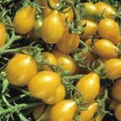 150 PCS Seeds Big Yellow 'Pear' Tomato with Red End