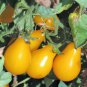 150 PCS Seeds Big Yellow 'Pear' Tomato with Red End