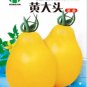 150 PCS Seeds Big Yellow 'Pear' Tomato with Red End