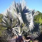 10 PCS Seeds Bismarckia nobilis Silver palm 10 PCS Seeds Bismarckia nobilis Silver palm