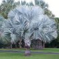 10 PCS Seeds Bismarckia nobilis Silver palm