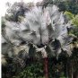 10 PCS Seeds Bismarckia nobilis Silver palm
