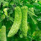 6 PCS Seeds Bitter Melon Balsam Pear Fruit