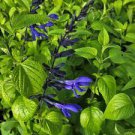 30 PCS Seeds Black and Blue' Salvia guaranitica Sage Perennial