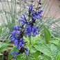 30 PCS Seeds Black and Blue' Salvia guaranitica Sage Perennial