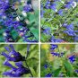 30 PCS Seeds Black and Blue' Salvia guaranitica Sage Perennial