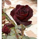 50 PCS Seeds Black Baccara Hybrid Rose Shrub Flower