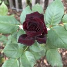 50 PCS Seeds Black Baccara Rose